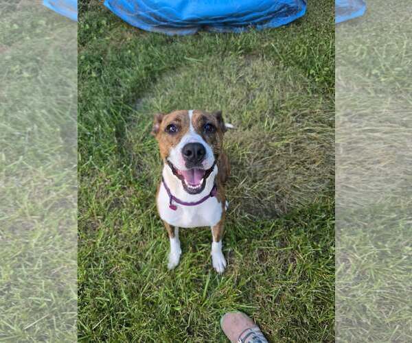 Medium Photo #4 Mutt Puppy For Sale in Shelburne, VT, USA