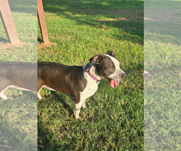 Medium Photo #4 Mutt Puppy For Sale in Oakhurst, NJ, USA