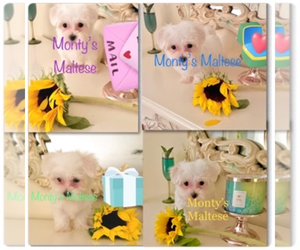 Maltese Puppy for Sale in MIAMI, Florida USA