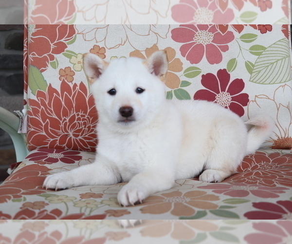 Medium Photo #1 Shiba Inu Puppy For Sale in SHILOH, OH, USA