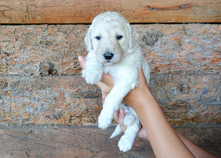 Labradoodle Puppy for sale in GUNTER, TX, USA