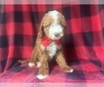 Small #1 Cavapoo