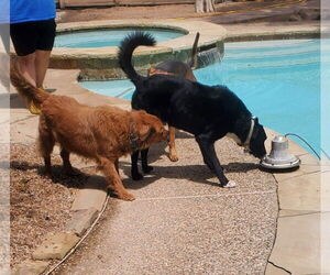Ozzie - Male Borador Dog for Adoption - Photo #5