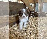 Small Photo #3 Australian Shepherd Puppy For Sale in BRYSON CITY, NC, USA