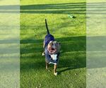 Small #2 Greyhound Mix