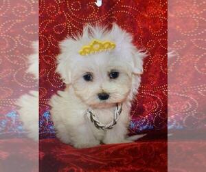 Maltese Puppy for sale in TAMPA, FL, USA