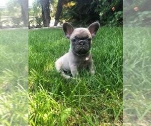 French Bulldog Puppy for sale in WHITTIER, CA, USA