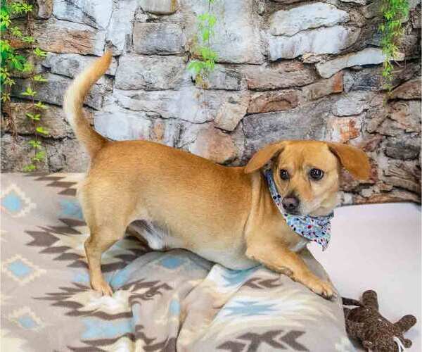 Medium Photo #3 Dachshund-Unknown Mix Puppy For Sale in Kennesaw, GA, USA