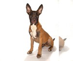 Small #2 Mutt