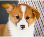 Small Photo #21 Pembroke Welsh Corgi Puppy For Sale in WAKARUSA, IN, USA
