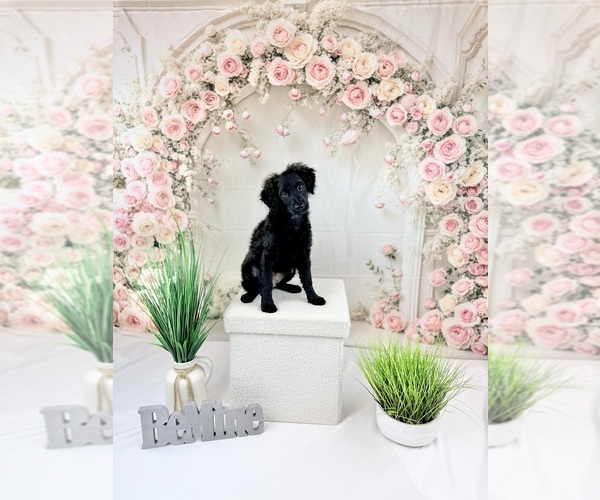 Medium Photo #4 Goldendoodle-Poovanese Mix Puppy For Sale in EVANS, GA, USA