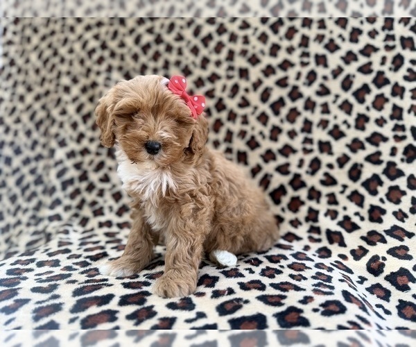 Medium Photo #8 Cavapoo (Miniature) Puppy For Sale in LAKELAND, FL, USA