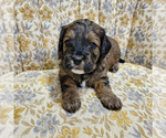 Small Photo #6 Miniature Bernedoodle Puppy For Sale in CUBA CITY, WI, USA