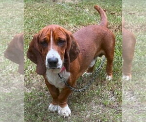 Basset Hound Dogs for adoption in Deepwater, NJ, USA