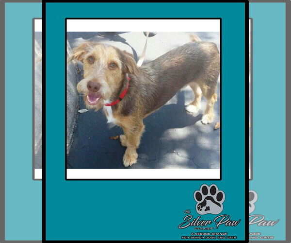Medium Photo #3 Mutt Puppy For Sale in Royal Palm Beach, FL, USA