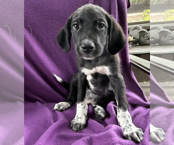 Medium Photo #2 Great Pyredane Puppy For Sale in Mundelein, IL, USA