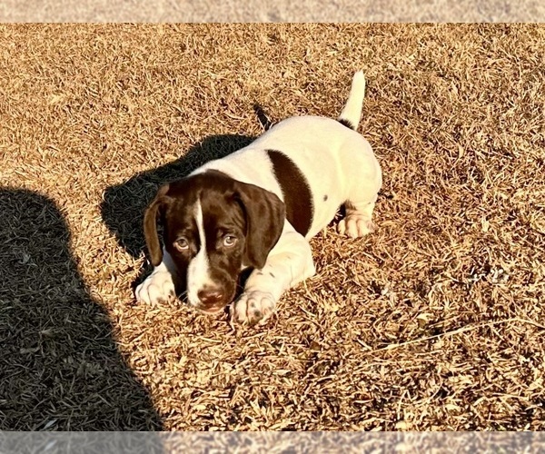 Medium Photo #4 German Shorthaired Pointer Puppy For Sale in LEXINGTON, SC, USA
