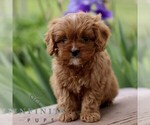 Small #3 Cavapoo (Miniature)