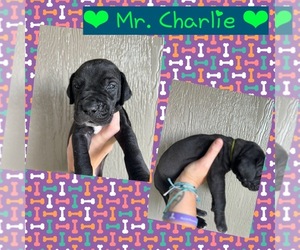 Great Dane Puppy for Sale in AMARILLO, Texas USA