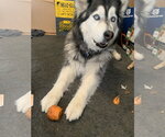 Small Photo #6 Siberian Husky Puppy For Sale in Cedar Crest, NM, USA