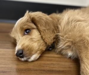 Goldendoodle (Miniature) Puppy for sale in EATON, CO, USA