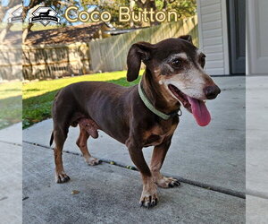 Coco Button - Male Dachshund Dog for Adoption - Photo #9