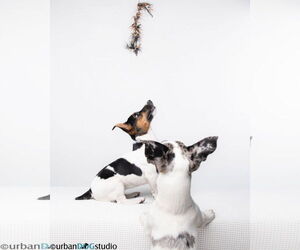 Bonded pair - Peach & Sprout - Female Jack Russell Terrier-Unknown Mix Dog for Adoption - Photo #5