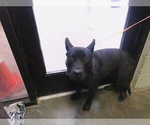 Siberian Husky-Unknown Mix Dogs for adoption in Tulsa, OK, USA