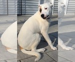 Small #2 American Pit Bull Terrier Mix