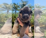 Small Photo #3 German Shepherd Dog Puppy For Sale in WELLINGTON, FL, USA