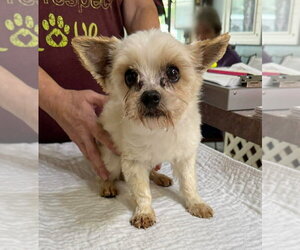 Mutt Dogs for adoption in Benton, LA, USA