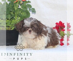 Shih Tzu Puppy for sale in RISING SUN, MD, USA