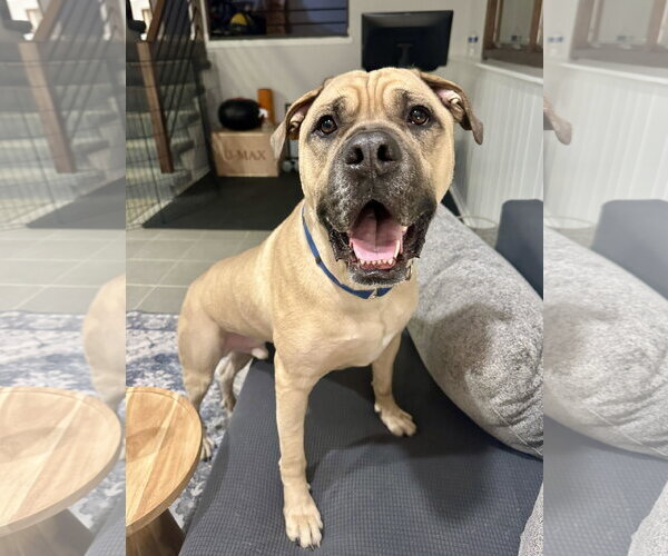 Medium Photo #1 Mastiff-Unknown Mix Puppy For Sale in Crete, IL, USA