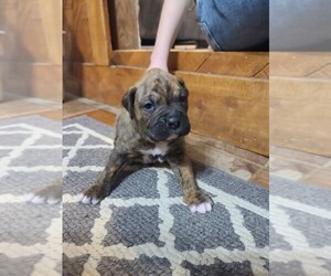 Boxer Puppy for Sale in GLENWOOD, Indiana USA