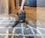 Puppy 1 Boxer