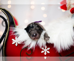 Small Photo #14 Bordoodle Puppy For Sale in STRAFFORD, MO, USA