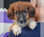 Small #5 Australian Shepherd Mix