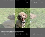 Small Photo #1 Poodle (Standard) Puppy For Sale in SALISBURY, NC, USA