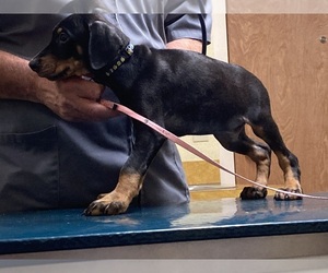 Doberman Pinscher Puppy for sale in PITTSFIELD, MA, USA