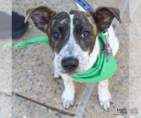 Medium Photo #12 Mutt Puppy For Sale in Washington, DC, USA