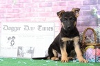 Small Photo #2 German Shepherd Dog Puppy For Sale in BEL AIR, MD, USA