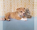 Small Photo #13 Olde English Bulldogge Puppy For Sale in NEOSHO, MO, USA