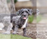 Small #2 Poodle (Miniature) Mix