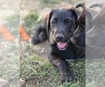 Small #8 Golden Shepherd