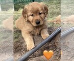 Litter of 10 - Male(s) and Female(s) Golden RetrieverLitter of Puppies for Sale - Photo #9