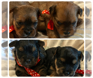 Shorkie Tzu Puppy for Sale in PILOT MOUNTAIN, North Carolina USA