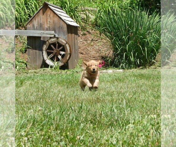 Medium Photo #4 Golden Retriever Puppy For Sale in WOLCOTT, VT, USA