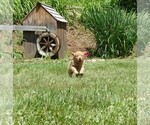 Small #3 Golden Retriever