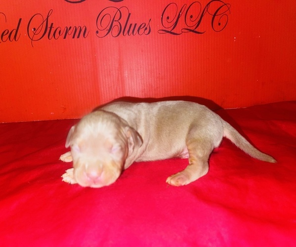 Medium Photo #28 American Bully Puppy For Sale in TRENTON, NJ, USA