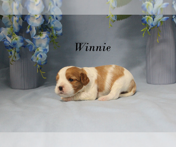 Medium Photo #6 Cavalier King Charles Spaniel Puppy For Sale in CHANUTE, KS, USA